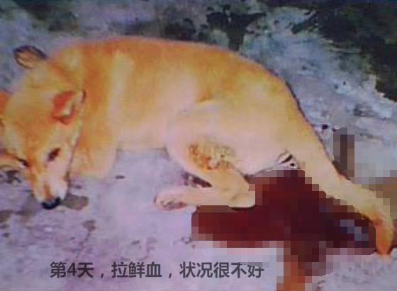 狗狗生病不吃不喝喂什么补充营养,泰迪狗狗生病的各种症状以及疗法