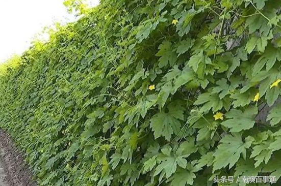 南澳岛珍珠苦瓜,南澳县白苦瓜