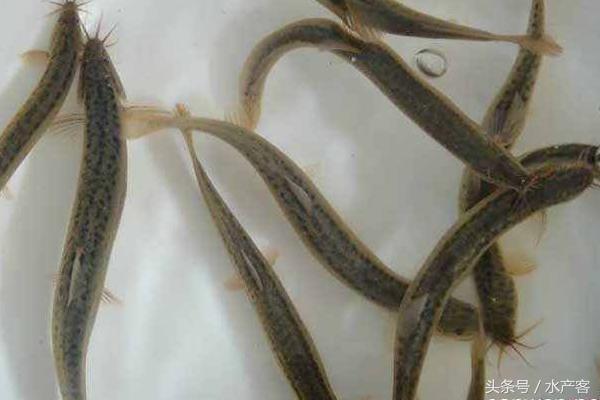 养殖泥鳅一亩地能赚多少钱,养殖一亩泥鳅可以赚多少钱