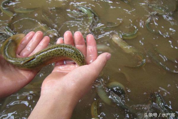 养殖泥鳅一亩地能赚多少钱,养殖一亩泥鳅可以赚多少钱