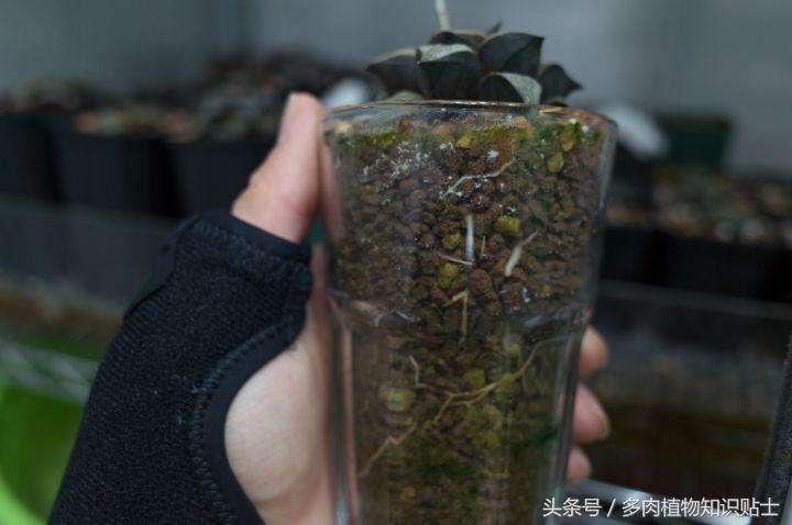 多肉新手养护知识大全,多肉施肥心得