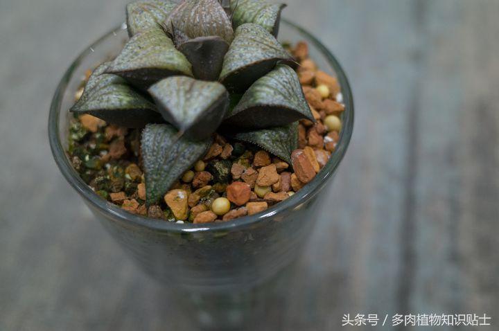 多肉新手养护知识大全,多肉施肥心得