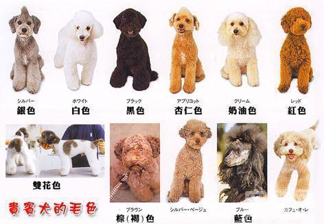 小贵宾白色怎么养,贵宾毛色发黄