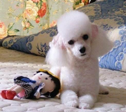 小贵宾白色怎么养,贵宾毛色发黄