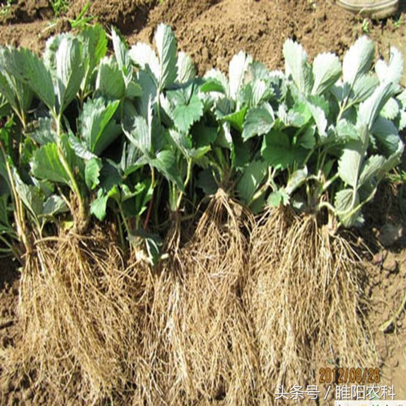 怎样种草莓成活率高,种草莓死苗怎么回事