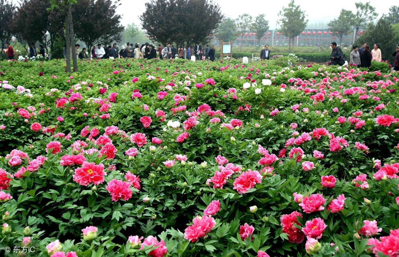 洛阳最好的酒店是哪个亲子房,洛阳这家酒店颜值超高不住别后悔