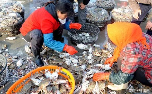 湛江各个渔港,广东渔港码头开海新情况