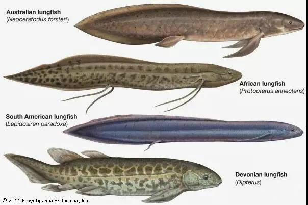 见到这只鱼大伙都要喊它爷爷，结局竟被安乐死，人们却表示赞同