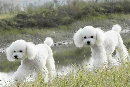 小贵宾白色怎么养,贵宾毛色发黄