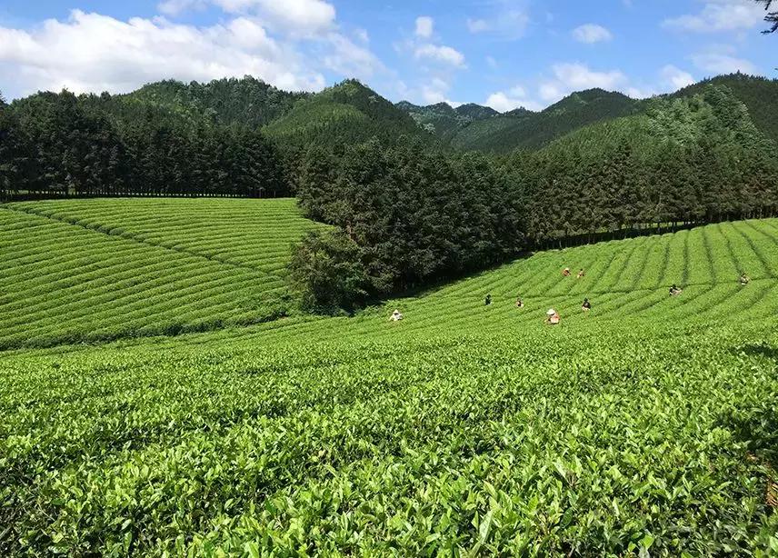 湖南千亿茶产业,湖南茶业产业发展现状