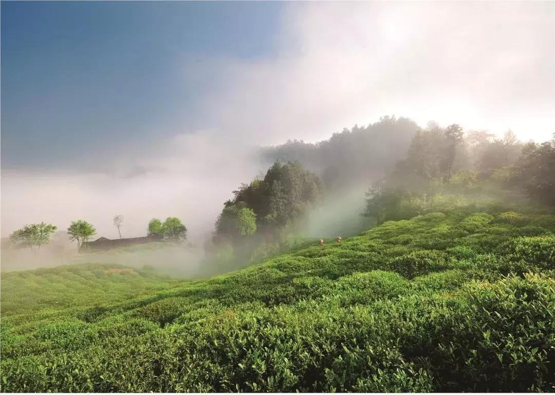 湖南千亿茶产业,湖南茶业产业发展现状
