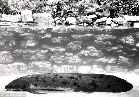 见到这只鱼大伙都要喊它爷爷，结局竟被安乐死，人们却表示赞同