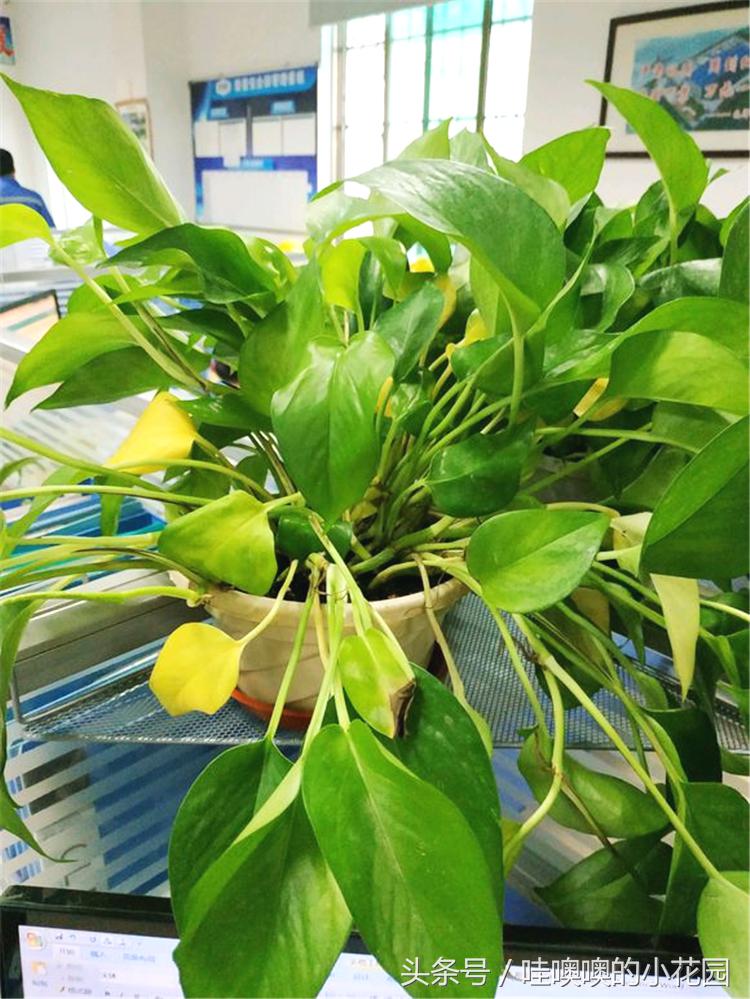 水培绿萝水里放什么能让绿萝生根,水培绿萝水里放什么绿萝长得茂盛