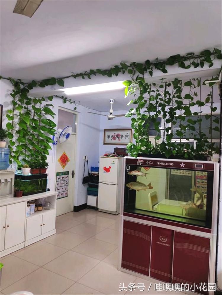 水培绿萝水里放什么能让绿萝生根,水培绿萝水里放什么绿萝长得茂盛