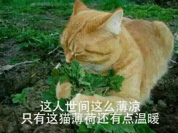 被猫主子舔毛,大早上被猫主子舔醒