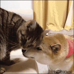 被猫主子舔毛,大早上被猫主子舔醒