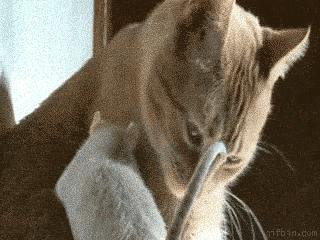 被猫主子舔毛,大早上被猫主子舔醒