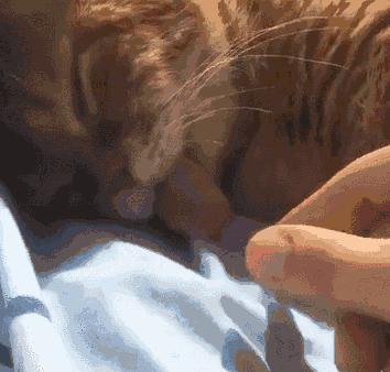 被猫主子舔毛,大早上被猫主子舔醒