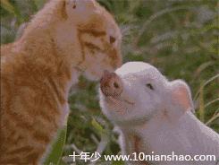 被猫主子舔毛,大早上被猫主子舔醒