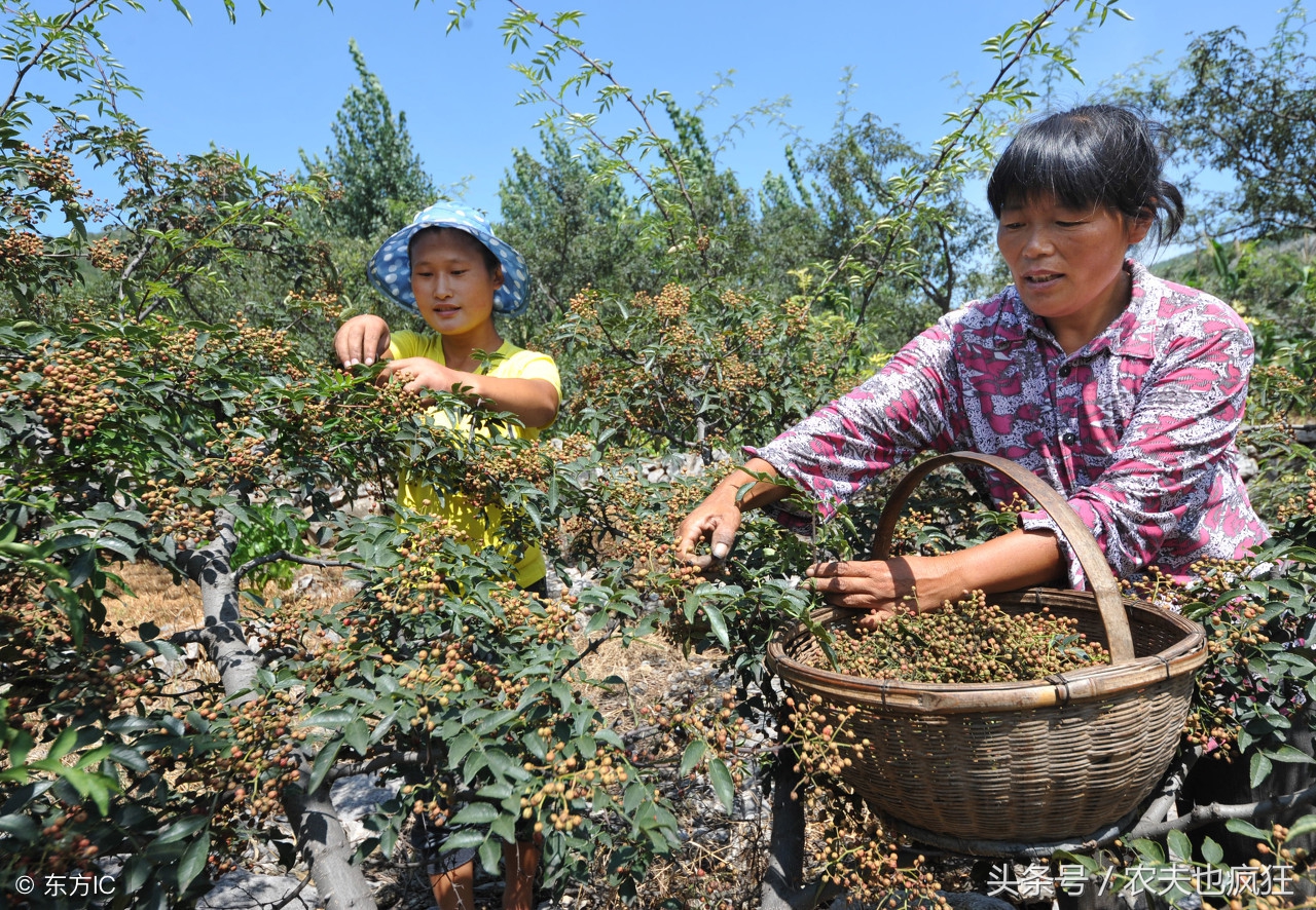 处暑节气民间俗语,处暑节气谚语老话大全