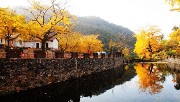 孝感名称典故,孝感钱冲银杏谷