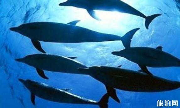 国内好玩海洋馆排行榜前十,国内好玩海洋馆推荐排名