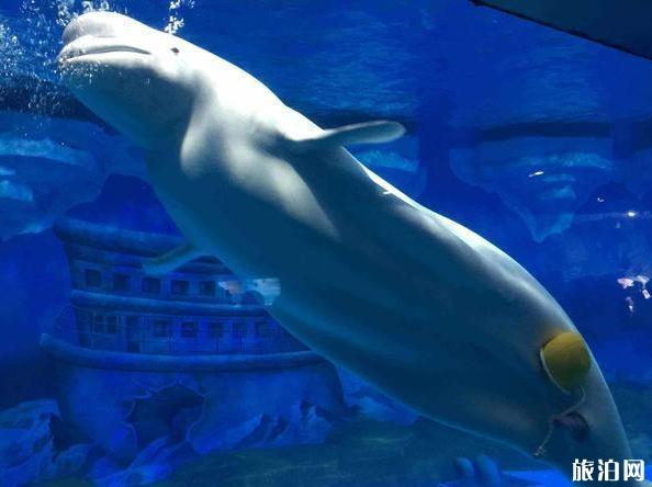 国内好玩海洋馆排行榜前十,国内好玩海洋馆推荐排名