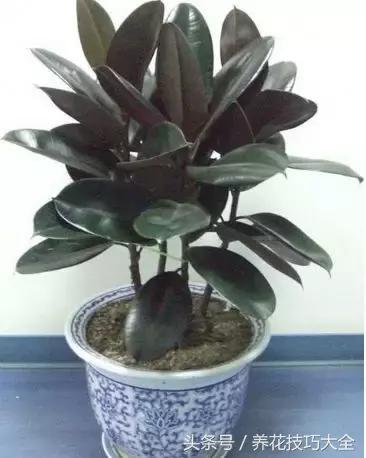 橡皮树叶子下垂卷曲怎么补救,橡皮树叶子发软下垂需要剪掉吗