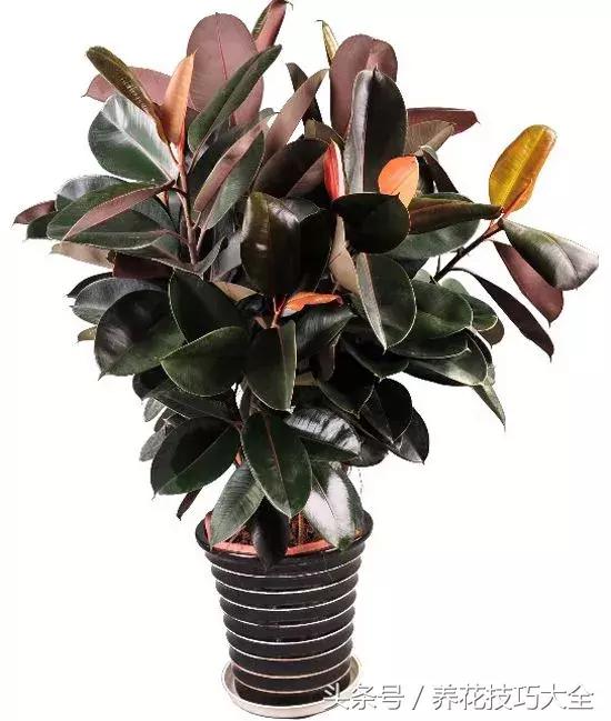 橡皮树叶子下垂卷曲怎么补救,橡皮树叶子发软下垂需要剪掉吗