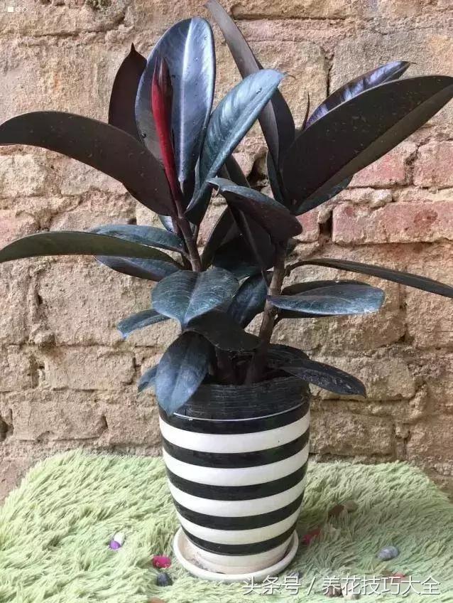 橡皮树叶子下垂卷曲怎么补救,橡皮树叶子发软下垂需要剪掉吗