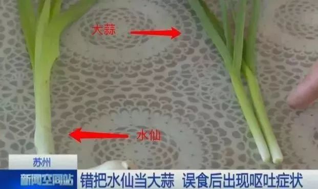 一家5口中毒是什么原因,一家五口绿豆汤中毒事件