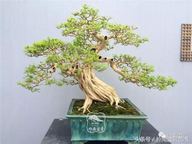 玩盆景穷三年,玩盆景就没空玩了