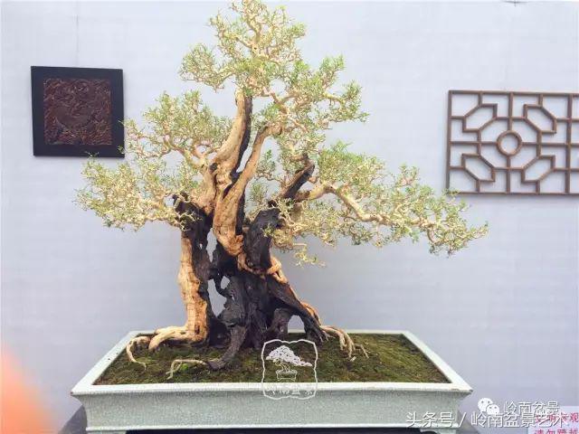 玩盆景穷三年,玩盆景就没空玩了