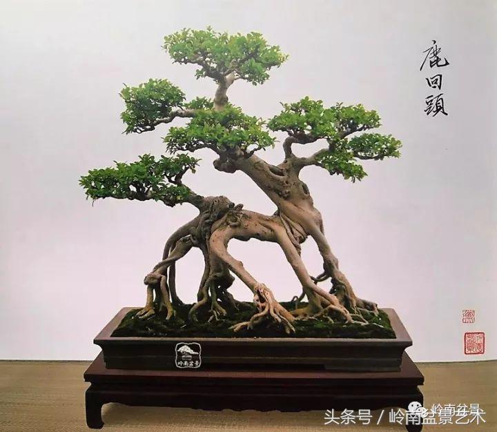 玩盆景穷三年,玩盆景就没空玩了