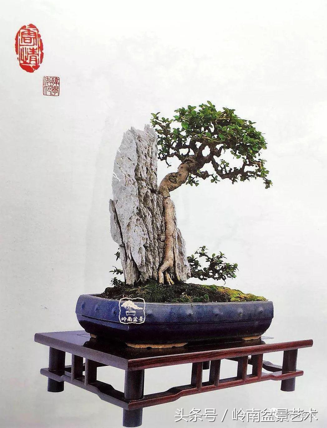 玩盆景穷三年,玩盆景就没空玩了