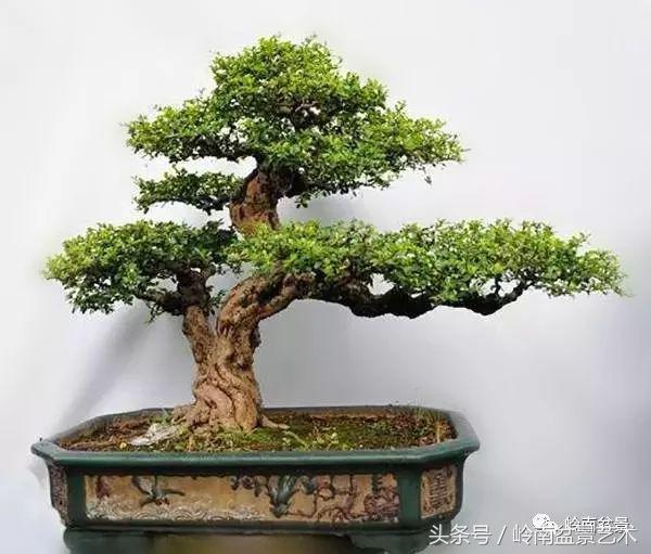 玩盆景穷三年,玩盆景就没空玩了