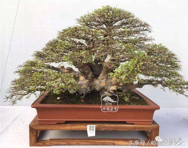 玩盆景穷三年,玩盆景就没空玩了