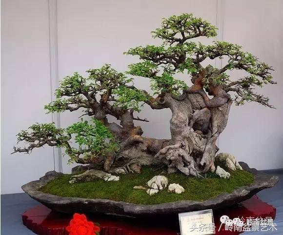 玩盆景穷三年,玩盆景就没空玩了