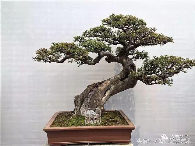 玩盆景穷三年,玩盆景就没空玩了