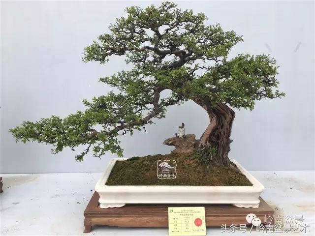 玩盆景穷三年,玩盆景就没空玩了