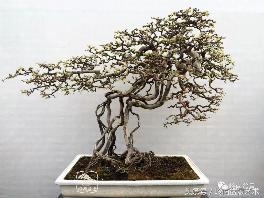 玩盆景穷三年,玩盆景就没空玩了