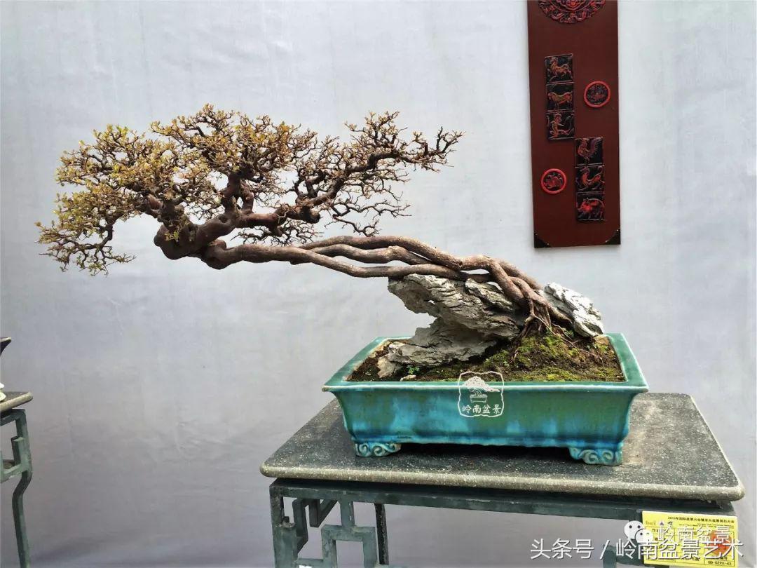 玩盆景穷三年,玩盆景就没空玩了