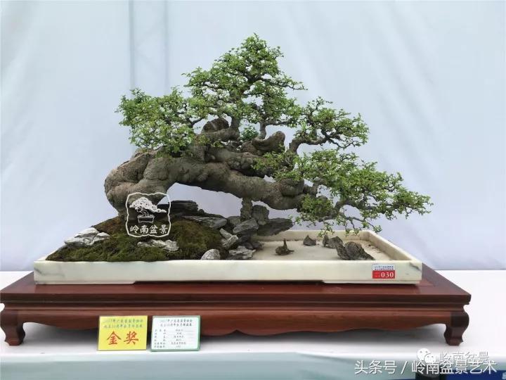 玩盆景穷三年,玩盆景就没空玩了