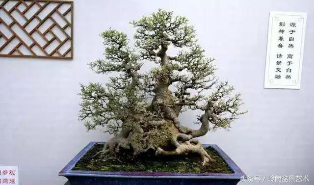 玩盆景穷三年,玩盆景就没空玩了