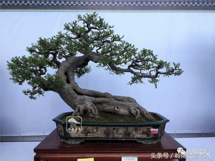 玩盆景穷三年,玩盆景就没空玩了