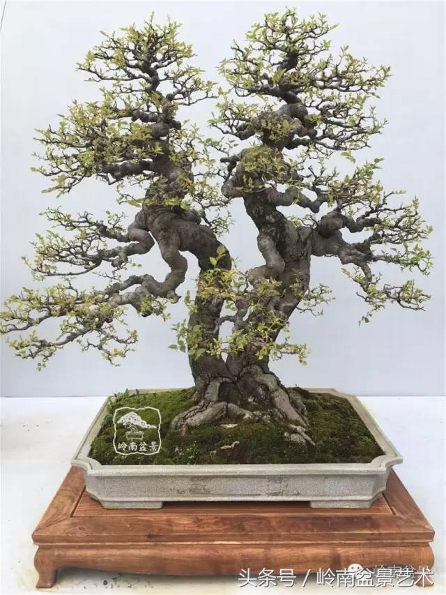 玩盆景穷三年,玩盆景就没空玩了