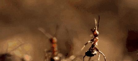 广西一女子被蚂蚁咬伤后不幸身亡,女子被蚂蚁咬伤后续