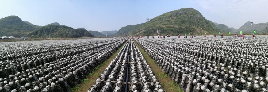 给木耳打药的视频是真是假,黑木耳打药是真的吗