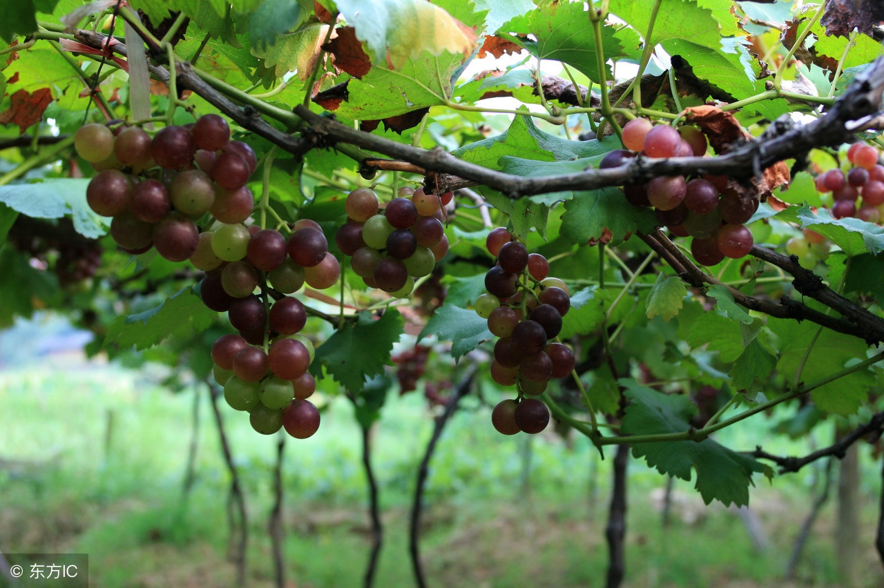 葡萄成熟期用哪些药不影响转色,葡萄迟迟不熟是什么原因