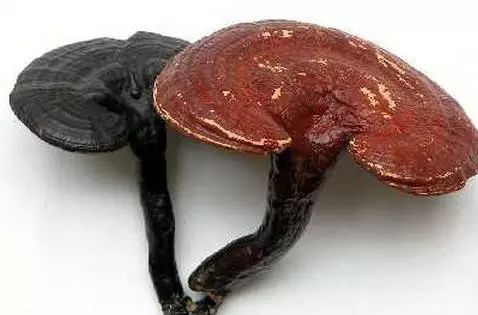 各种菇类都有哪些功效,各种菇类抗癌作用大汇总